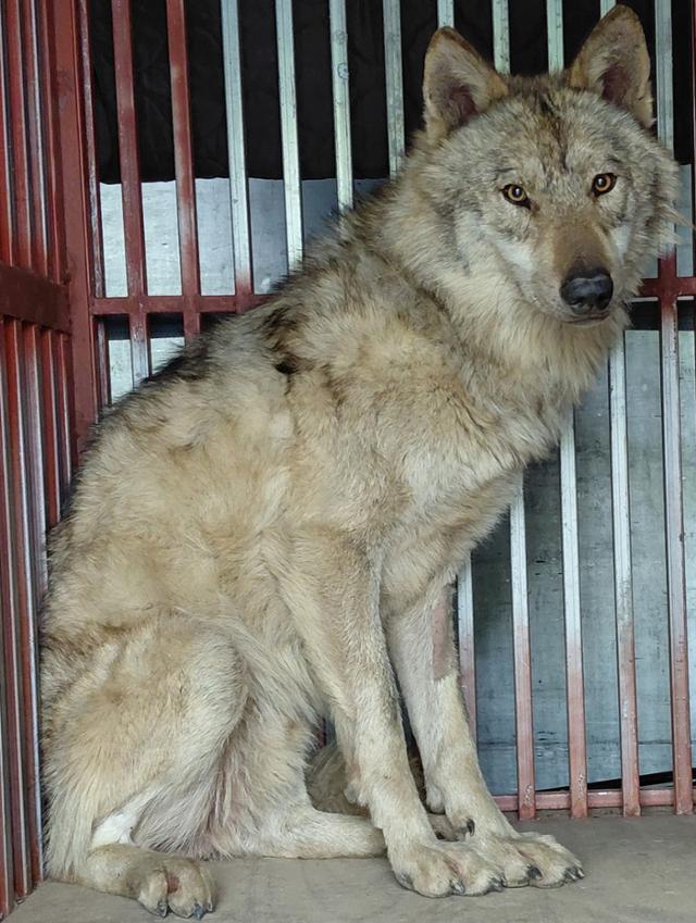The escaped wolf Neukgu is seen recovering after veterinary treatment. Courtesy of Daejeon City
