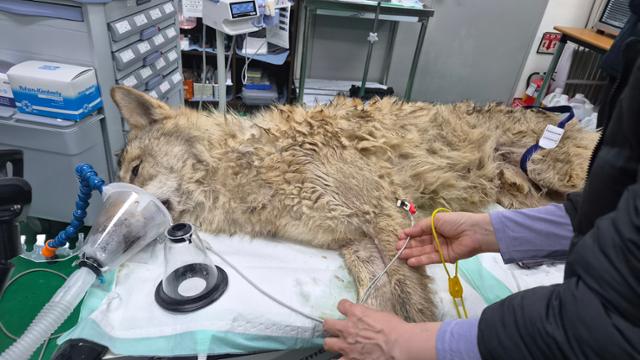 Officials check the condition of Neukgu after the wolf is transported back to Daejeon O-World,  Thursday. Courtesy of Daejeon City