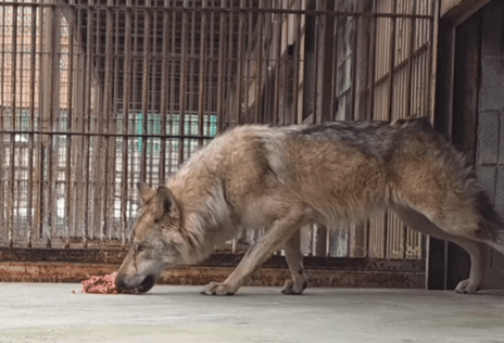 Runaway wolf’s 'mukbang' draws national attention in Korea