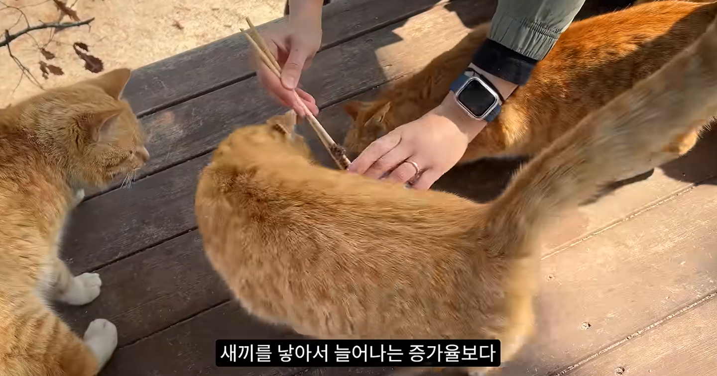 A person feeds stray cats in a scene from a video uploaded by wildlife YouTuber Korean Birder. Captured from YouTube  
