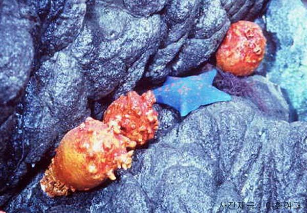 A sea squirt attached to a rock. The book draws a comparison between the sedentary animal and modern humans. Courtesy of Ewha Womans University