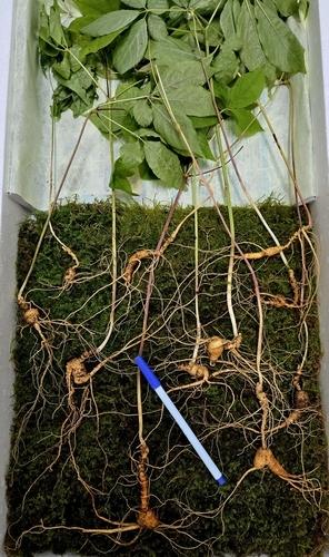 Eleven wild cheonjong ginseng roots found on Mount Jiri / Courtesy of Korean Traditional Simmani Association